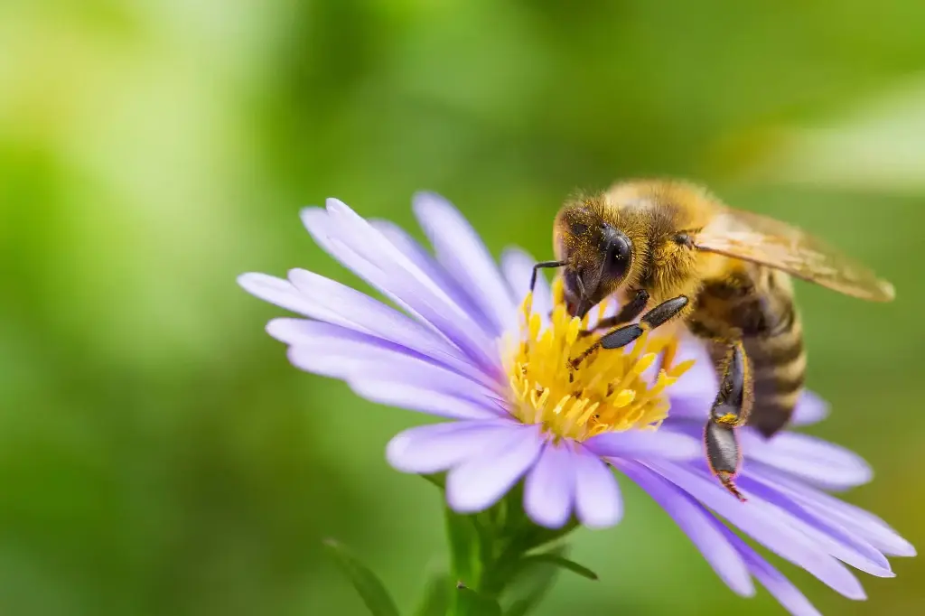 Santé de l'abeille 
