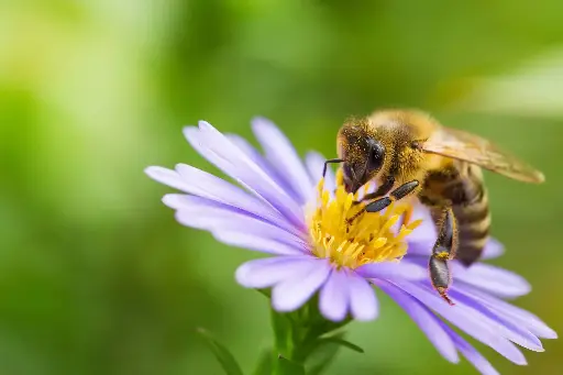 Santé de l'abeille 